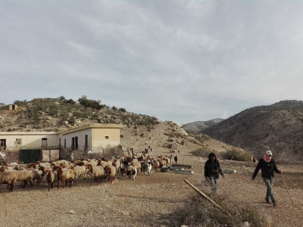 Pic 2 Jordanian shepards in the region of Um Qais.jpg